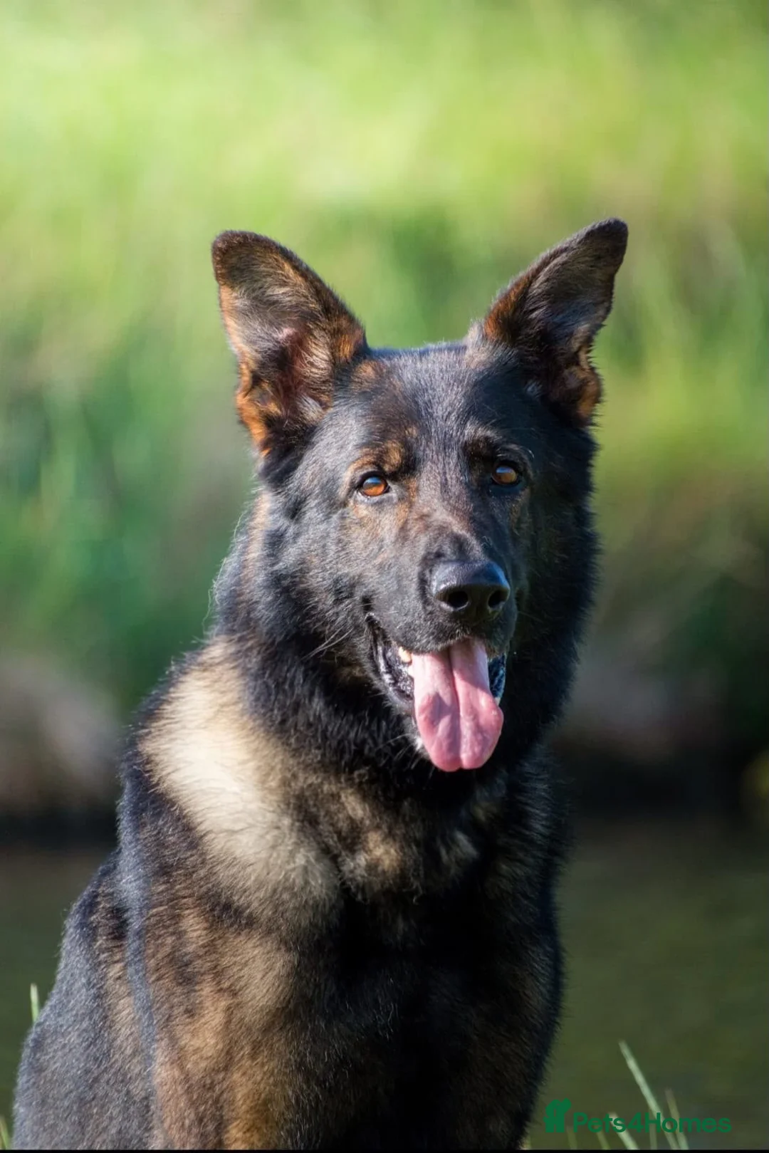 German Shepherd dogs for sale: *ONLY 1 LEFT* German Shepard puppy final reduction - Advert 2