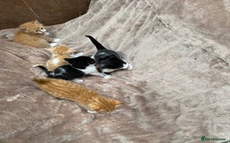 Mixed Breed cats for sale: Adorable Kittens  - Image 17