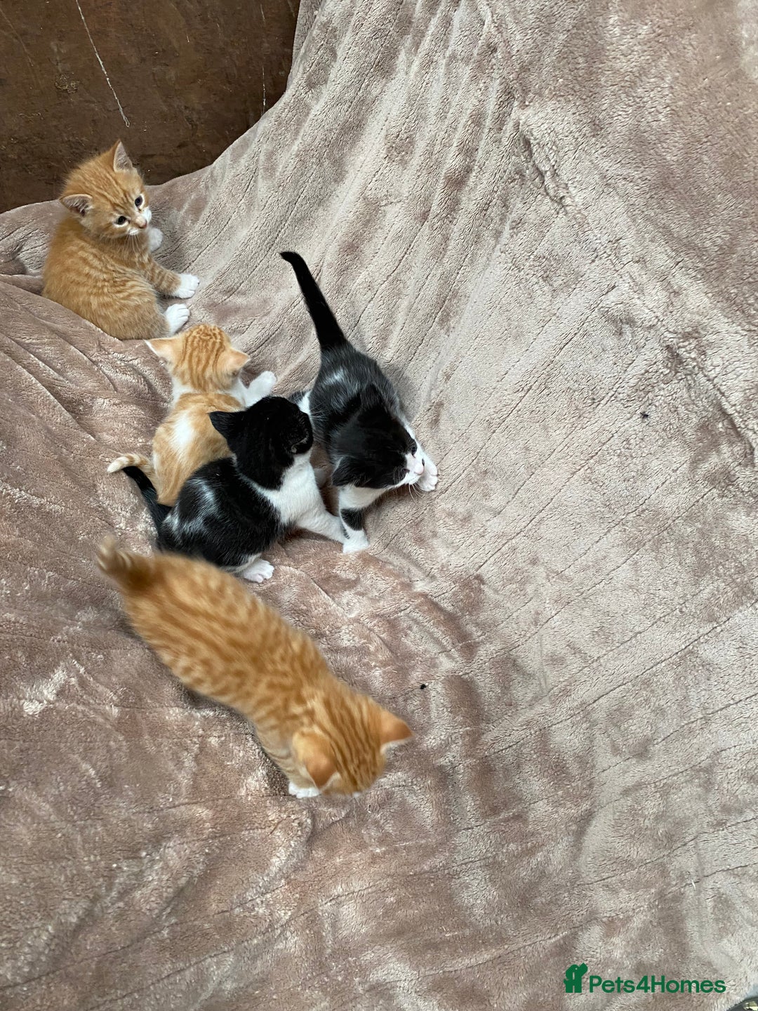 Mixed Breed cats for sale: Adorable Kittens  - Image 17