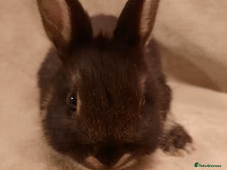Netherland Dwarf rabbits Six Litters Of Netherland Dwarf Babies - Advert 18