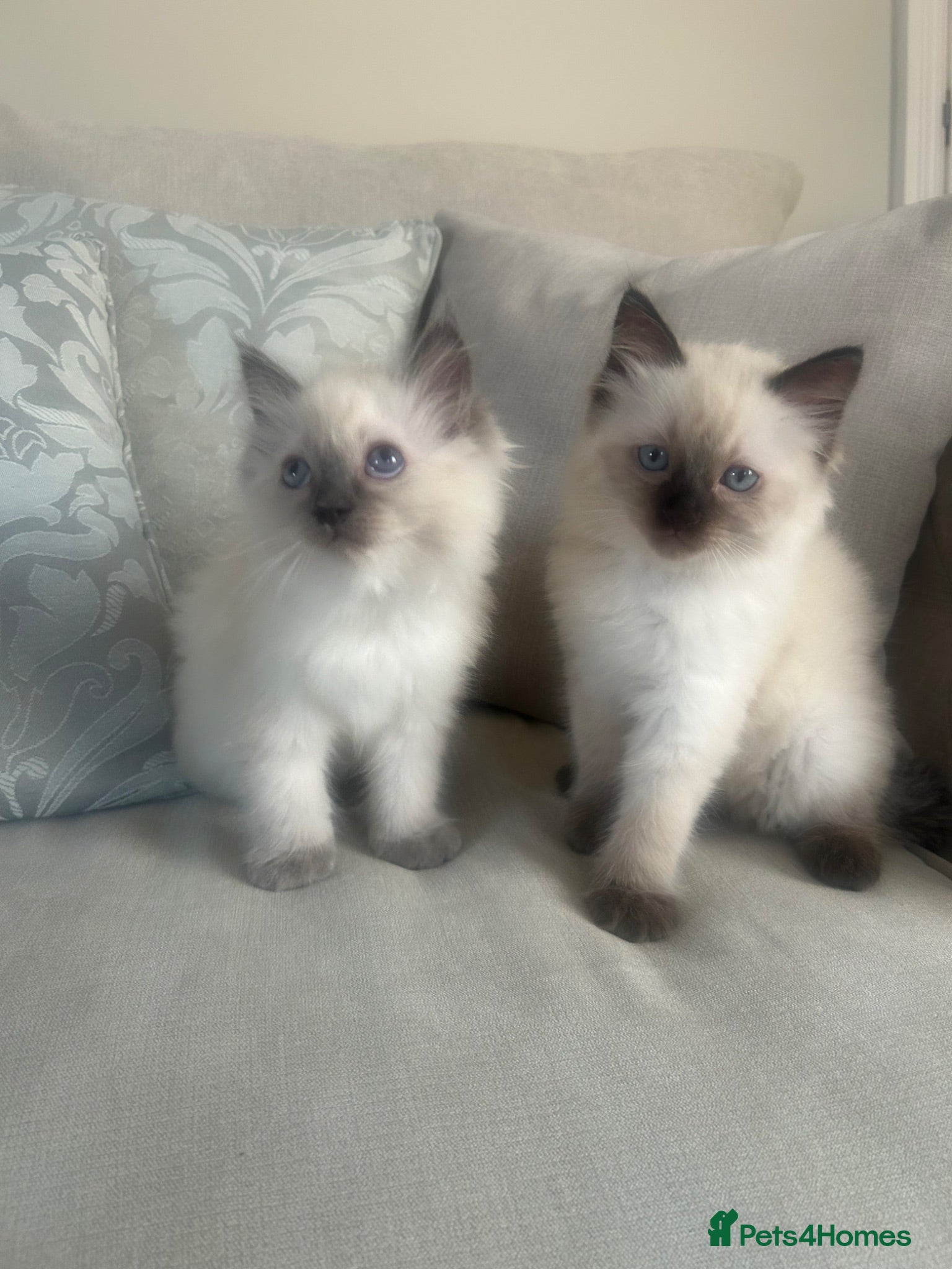 Ragdoll cats Pure ragdoll kittens  - Advert 5