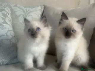 Ragdoll cats Pure ragdoll kittens - Advert 5