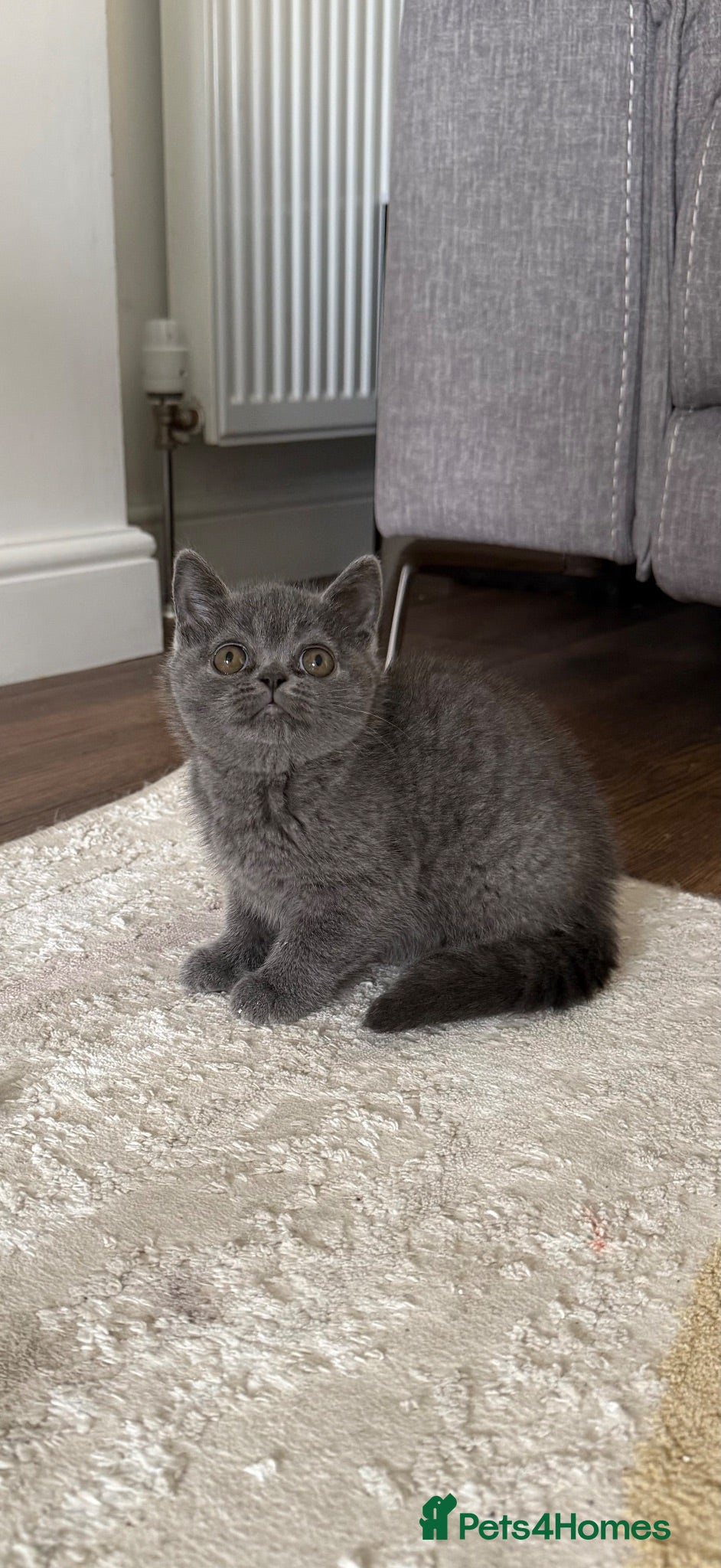 British Shorthair cats Scottish fold X British shorthair female kitten - Advert 1