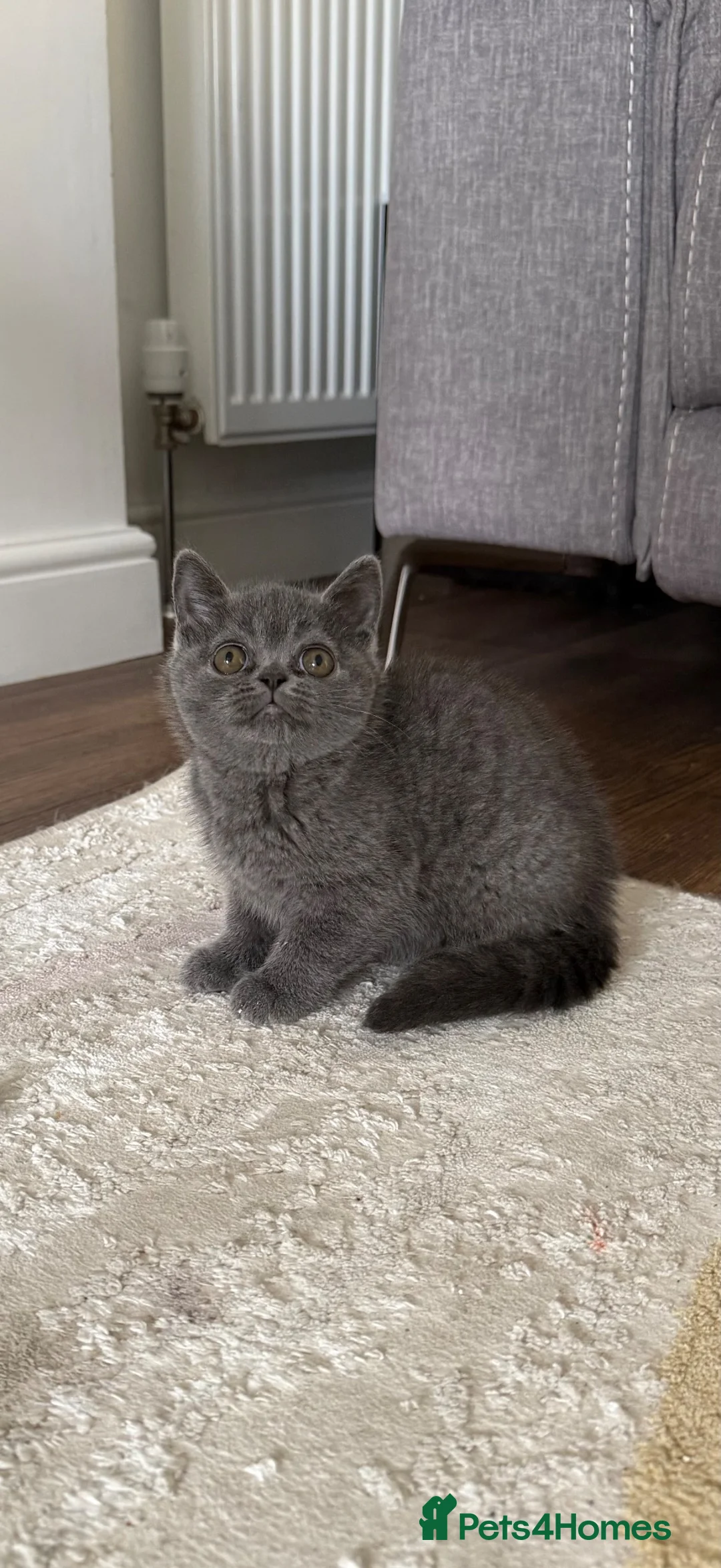 British Shorthair cats for sale: Scottish fold X British shorthair female kitten - Advert 1