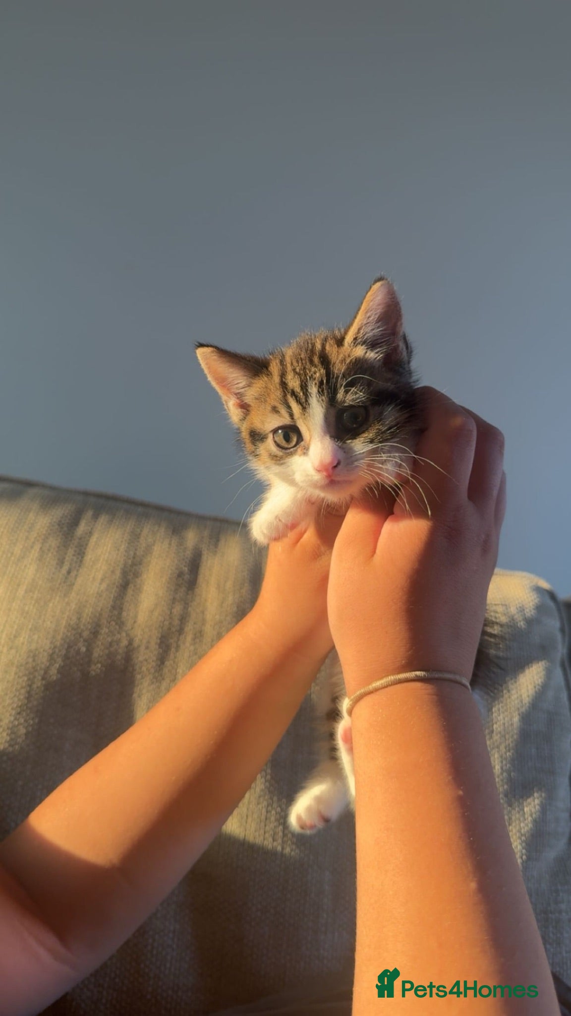 Mixed Breed cats 8 week old tabby kitten for sale - Advert 1