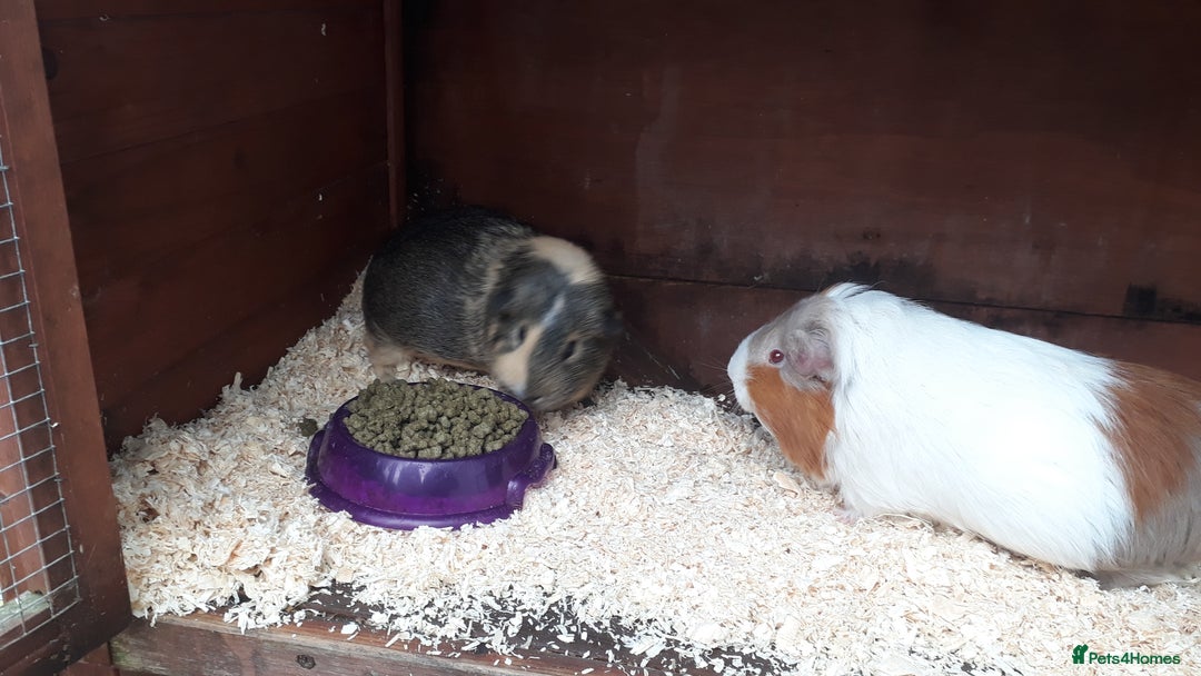 Guinea Pig rodents for sale: 2 female guinea pigs, large hutch and accessories - Advert 9