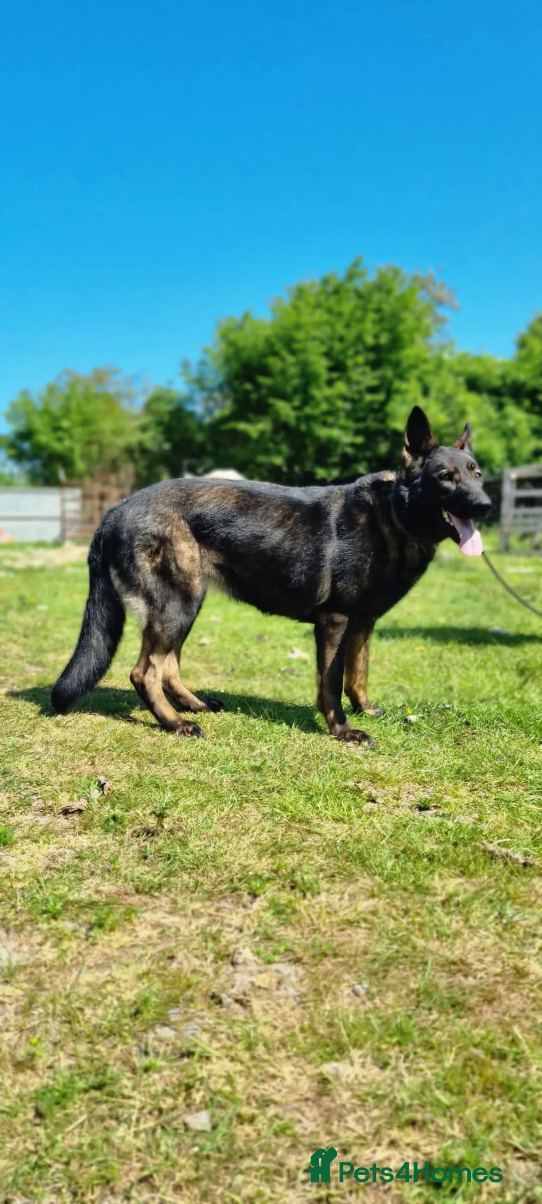 German Shepherd dogs for sale: German shepherd Czech line pups kc registered  - Advert 5