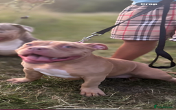 American Bully dogs for sale: 6 month pocket bully  - Image 2