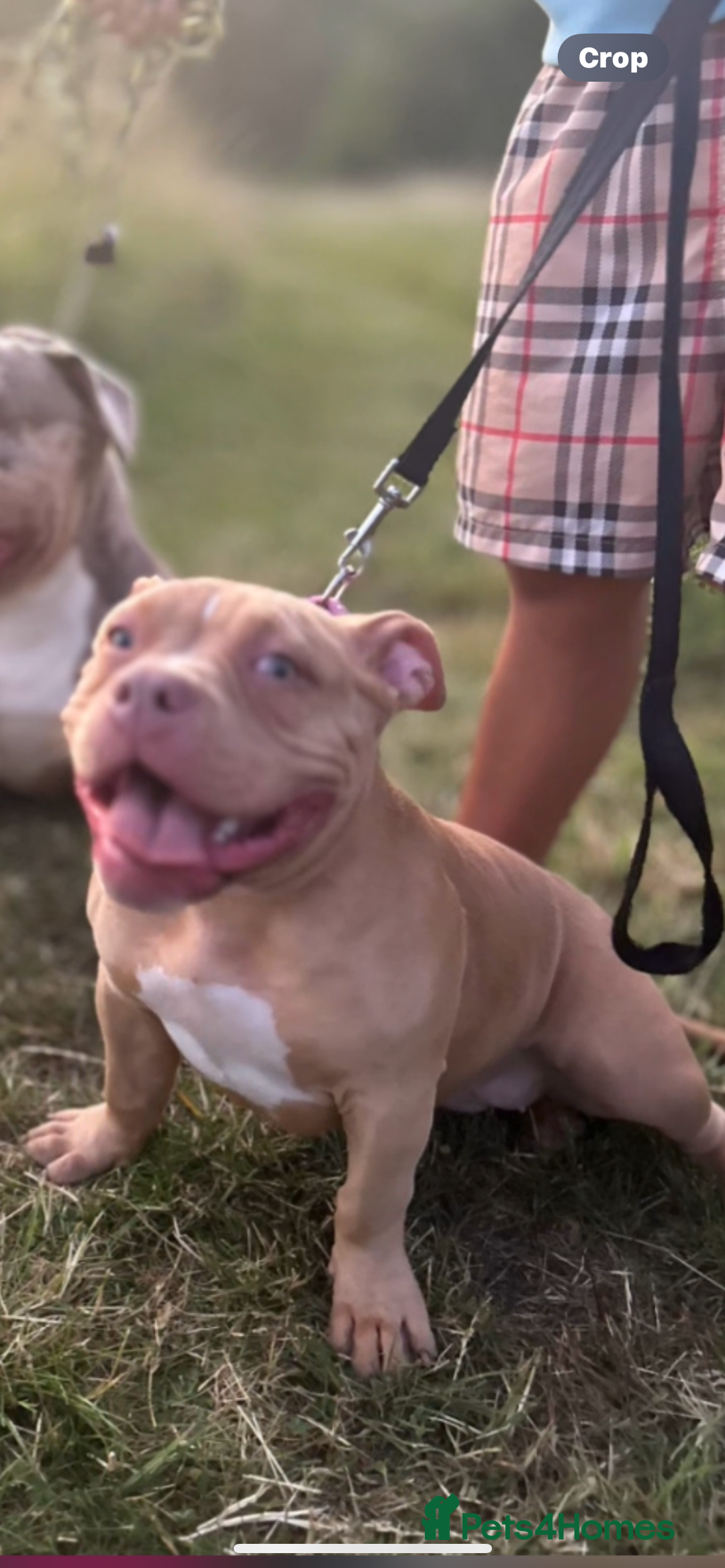 American Bully dogs for sale: 6 month pocket bully  - Image 2