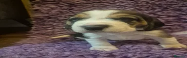 Beagle Puppy 2
