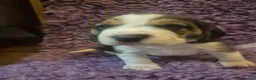 Beagle dogs for sale: Kc registered champion show line beagle puppies  - Advert 19