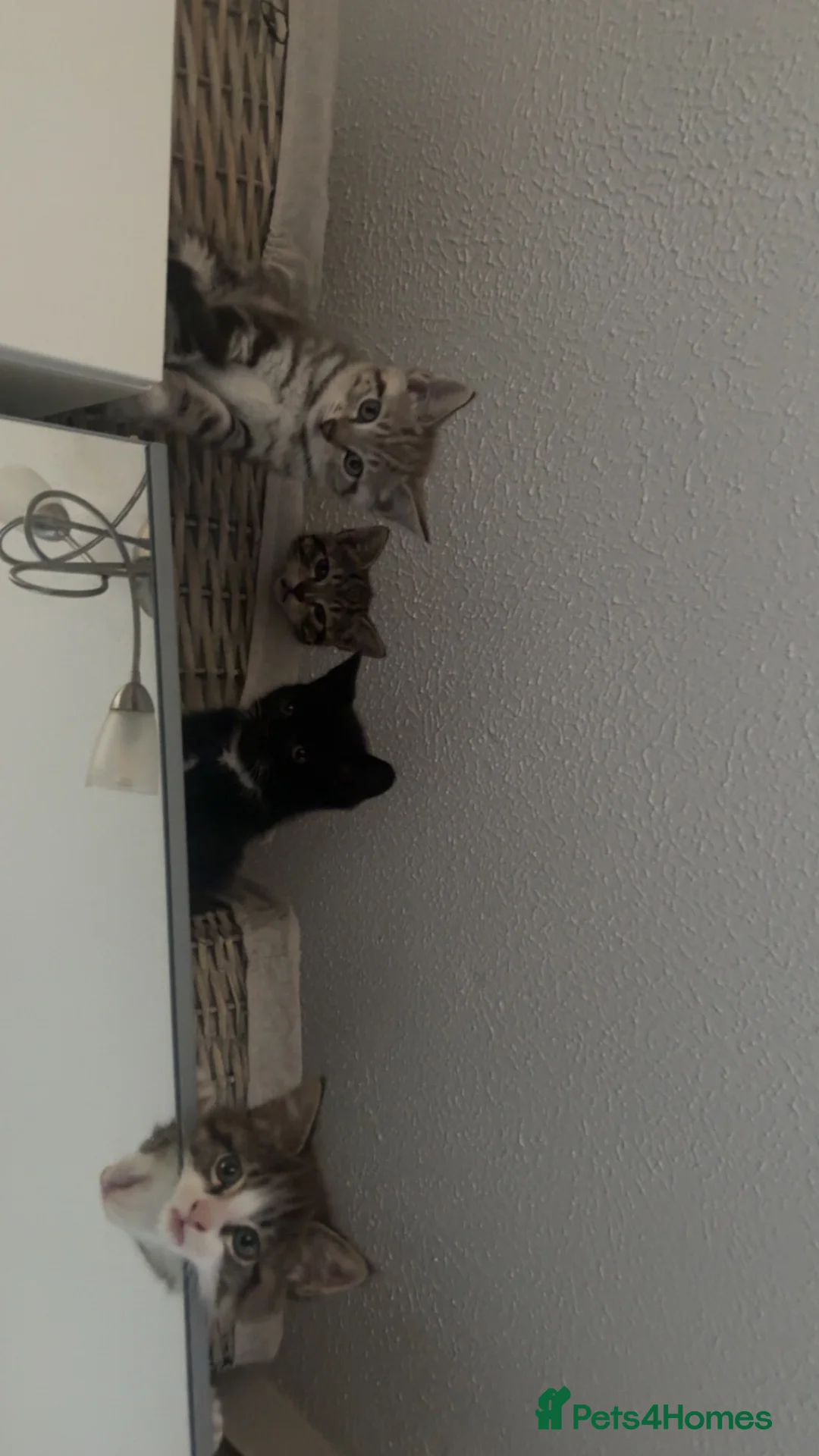 Mixed Breed cats for sale: Loving kittens for sale  in Irvine - Advert 2
