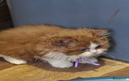 British Longhair cats for sale: Cinnamon bi colour longhair  - Image 11