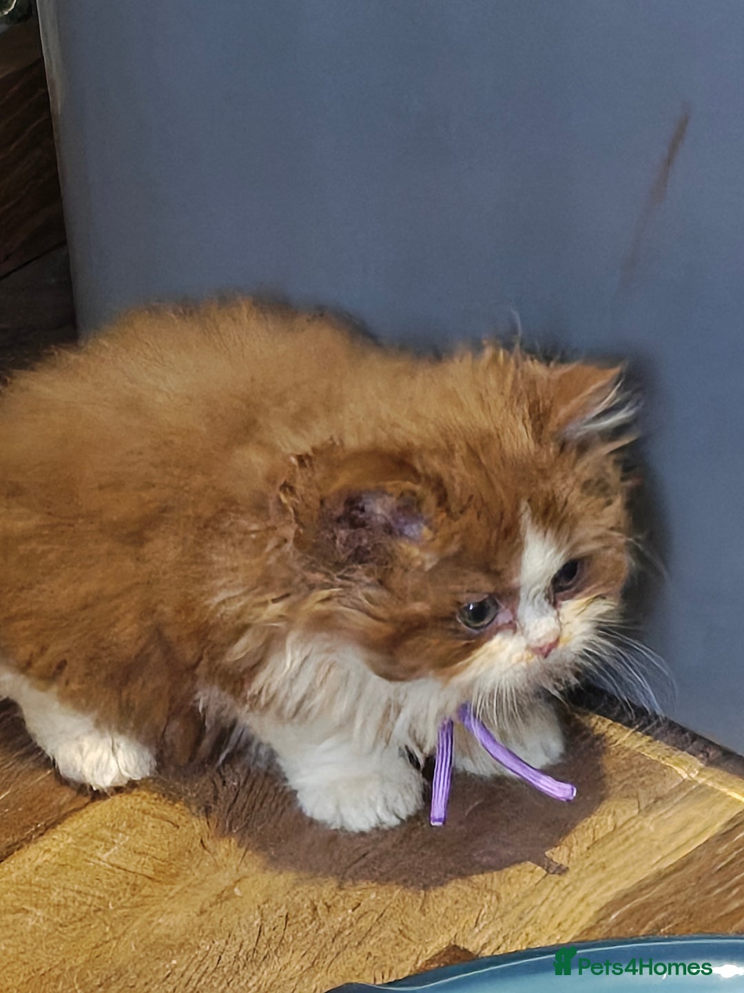 British Longhair cats for sale: Cinnamon bi colour longhair  - Image 11