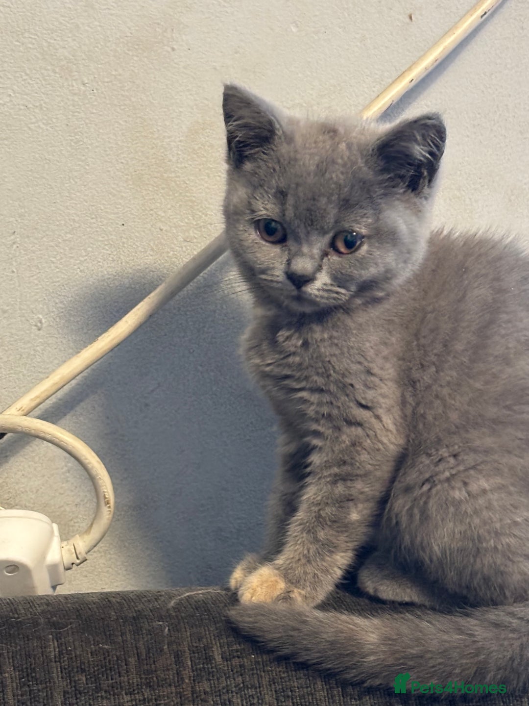 British Shorthair cats for sale: British shorthair kittens  - Image 4