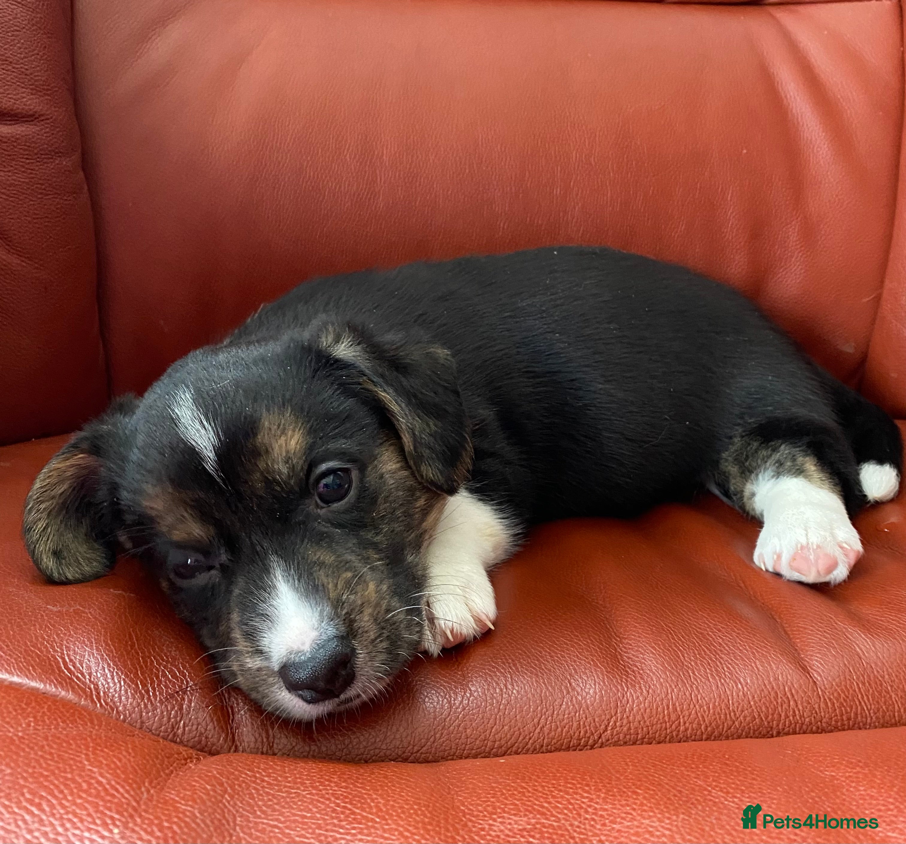 Welsh Corgi Cardigan dogs WELSH CARDIGAN CORGI BABIES - Advert 2