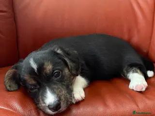 Welsh Corgi Cardigan dogs WELSH CARDIGAN CORGI BABIES - Advert 2