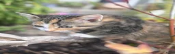 European cats for sale: Beautiful colourful kittens - Advert 3