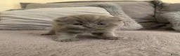 Scottish Fold cats for sale: 🌸PURE BREED SCOTTISH FOLD KITTENS🌸 - Advert 9