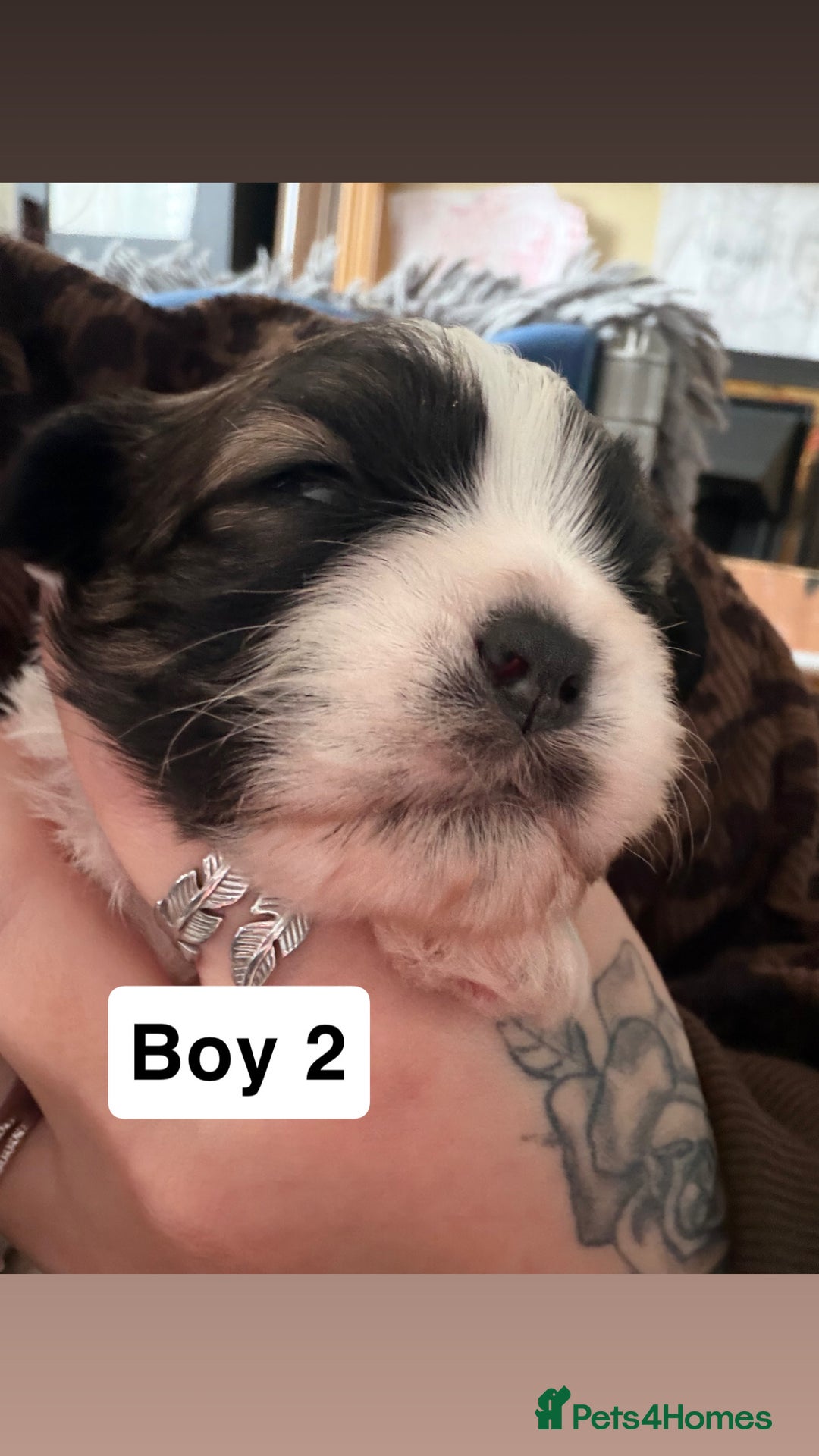 Shihpoo dogs for sale: Shitzu cross poodle puppies - Advert 9