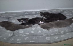 British Shorthair cats for sale: Kittens. in Motherwell - Image 9