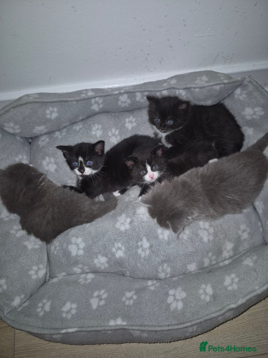 British Shorthair cats for sale: Kittens. in Motherwell - Image 9