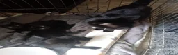 Mixed Breed cats for sale: 4 blacj kittens rrady to go - Advert 6