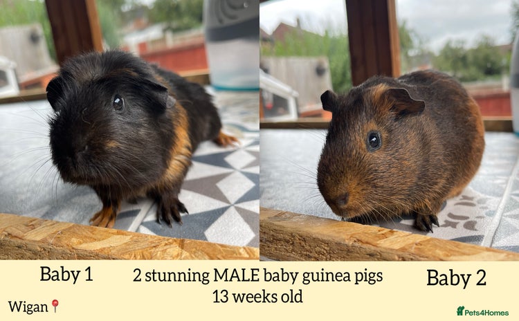 Guinea Pig rodents in Wigan - Advert 2
