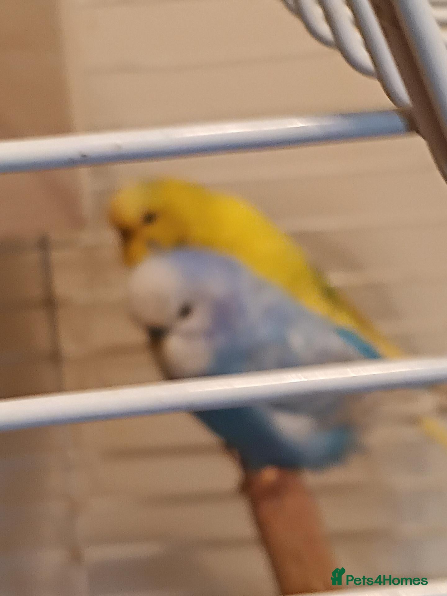 Budgerigars birds Pair of budgies for sale - Advert 7
