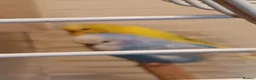 Budgerigars birds for sale: Pair of budgies for sale in Lincoln - Advert 1