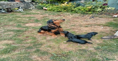 Cocker Spaniel dogs - Advert 9