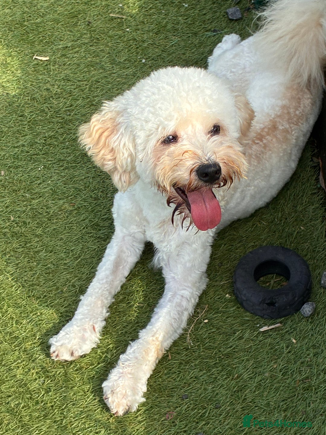 Poochon dogs for sale: Poochon boy - young adult  - Image 5