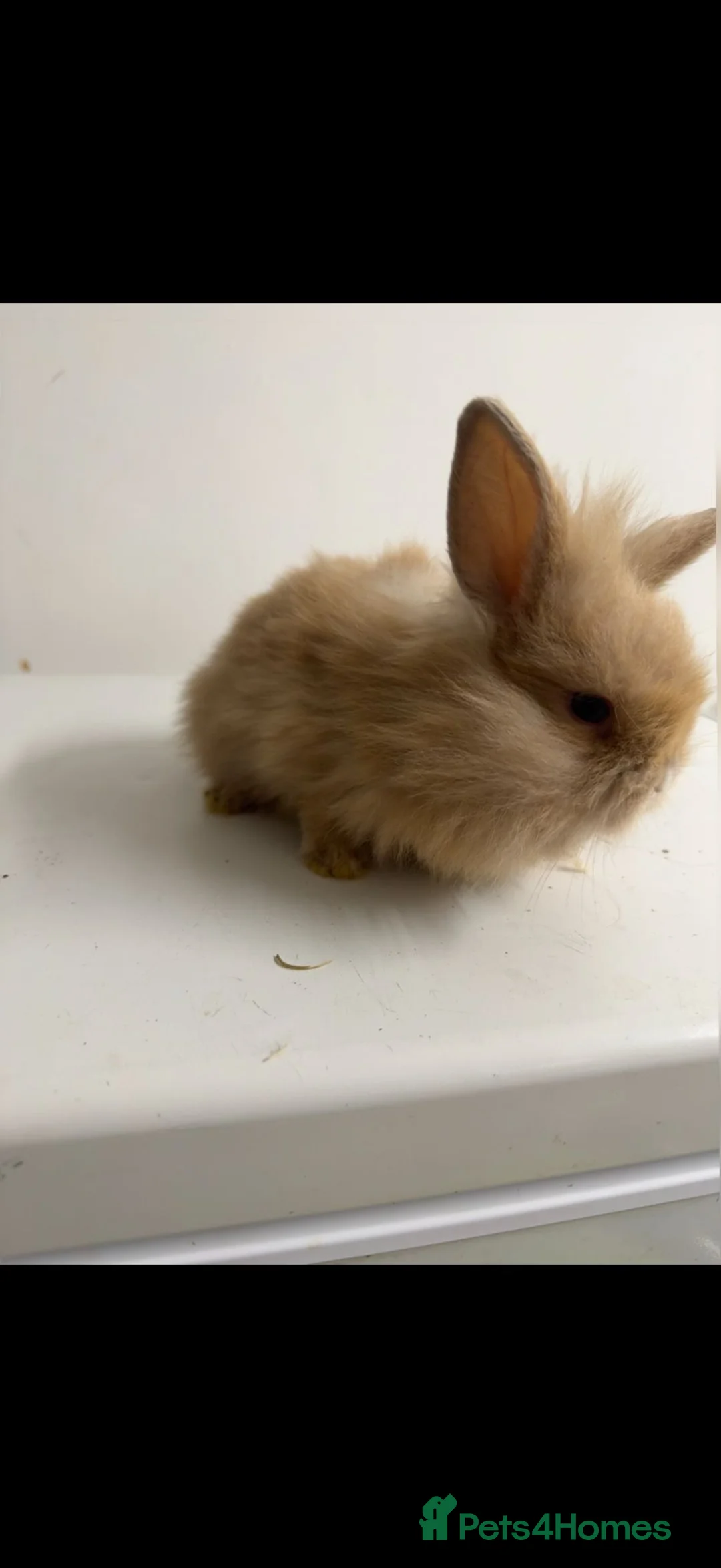 Mixed Breed rabbits for sale: baby rabbits  - Advert 5