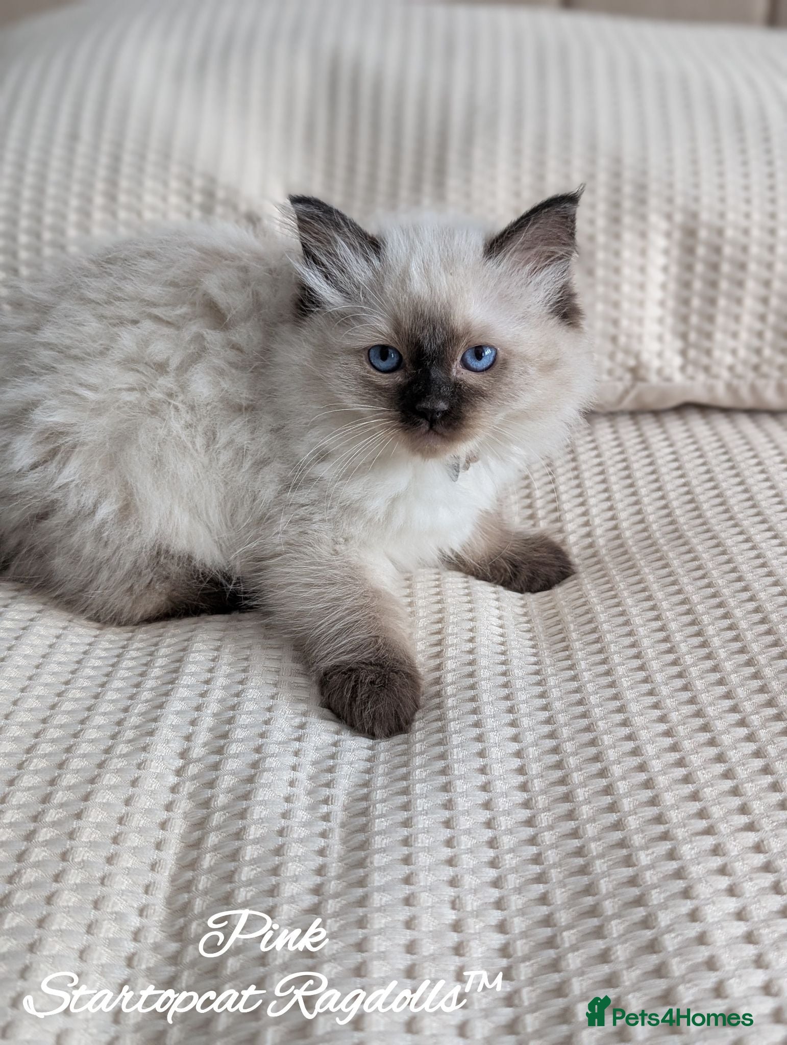 Ragdoll cats Ready! Stunning GCCF REG PEDIGREE RAGDOLLS - Advert 1