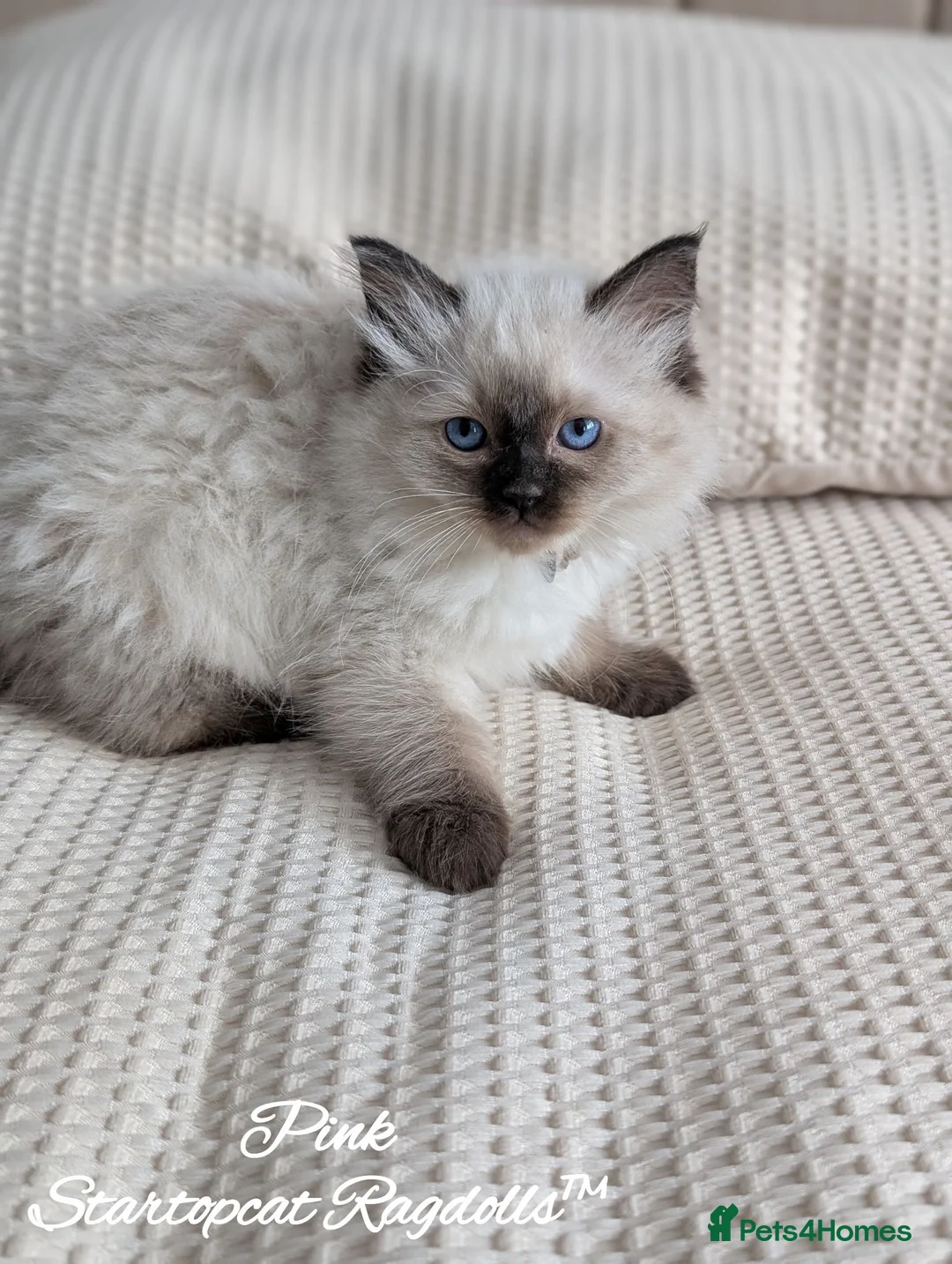 Ragdoll cats for sale: Ready! Stunning GCCF REG PEDIGREE RAGDOLLS - Advert 2