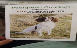 English Springer Spaniel dogs for sale: 🔥Seriously well bred springer spaniel pups - Advert 1