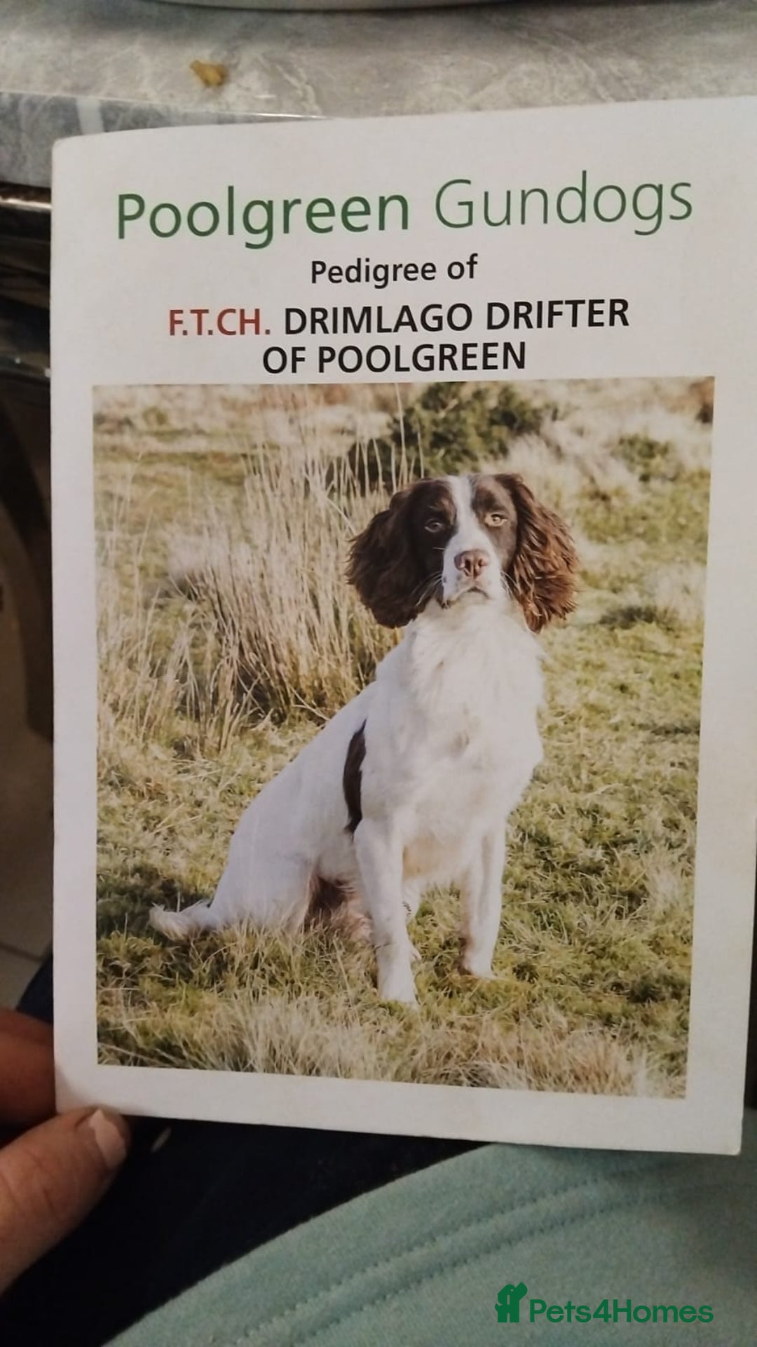 English Springer Spaniel dogs for sale: 🔥Seriously well bred springer spaniel pups - Advert 1