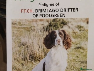 English Springer Spaniel dogs 🔥Seriously well bred springer spaniel pups - Advert 2