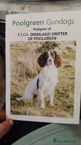English Springer Spaniel dogs 🔥Seriously well bred springer spaniel pups - Advert 1