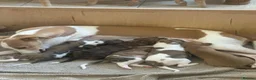 Whippet dogs for sale: Top Quality Whippet Puppies Ready to Reserve in Doncaster - Advert 4