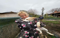 Mixed Breed dogs for adoption: Debs - North Walsham Norfolk  - Advert 8