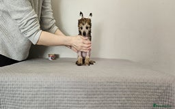 Chinese Crested dogs for sale: Powder puff and hairless girl available  in Crewe - Image 15