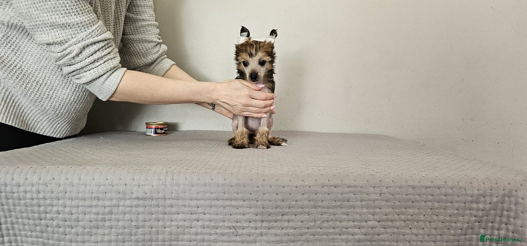 Chinese Crested dogs for sale: Powder puff and hairless girl available  in Crewe - Image 15