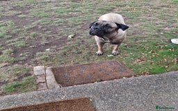 Mastiff dogs for sale: Cane Corso - Image 6