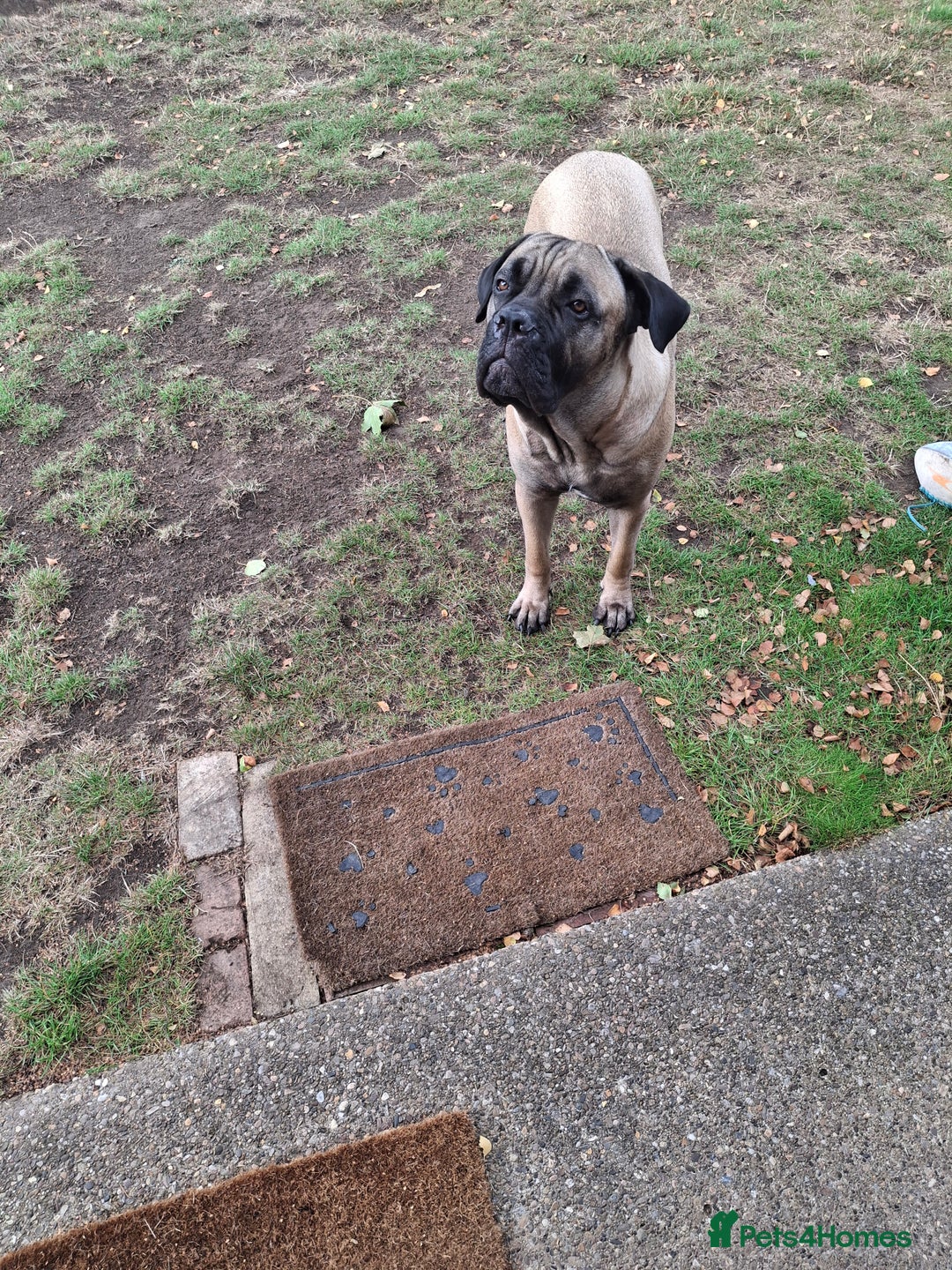 Mastiff dogs for sale: Cane Corso - Image 6