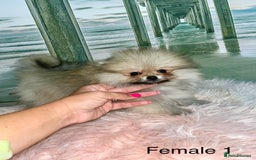 Pomeranian dogs for sale: 🔥Very Tiny🐻Teddy Face🏆Champion Lines - Image 7