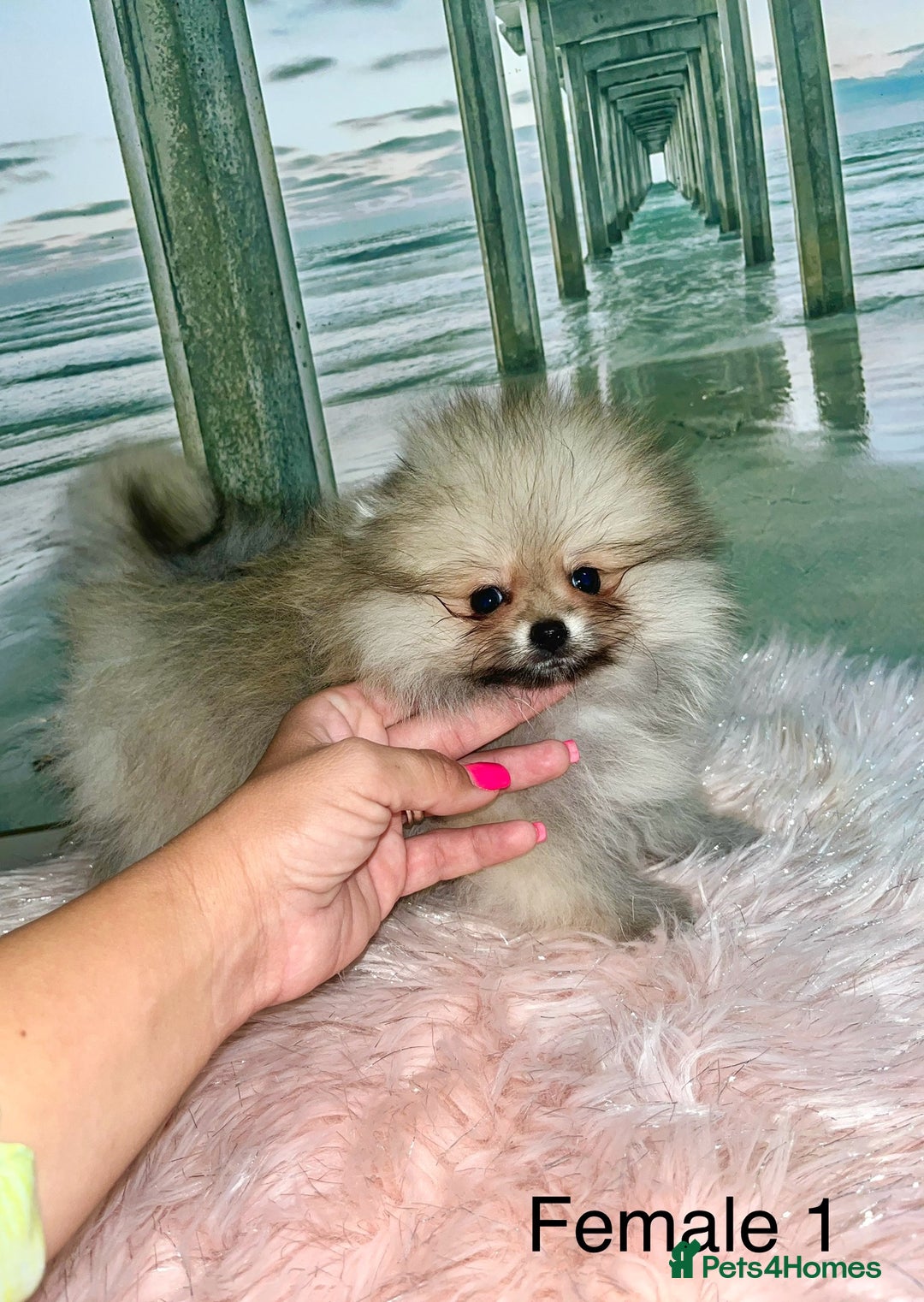 Pomeranian dogs for sale: 🔥Very Tiny🐻Teddy Face🏆Champion Lines - Image 7