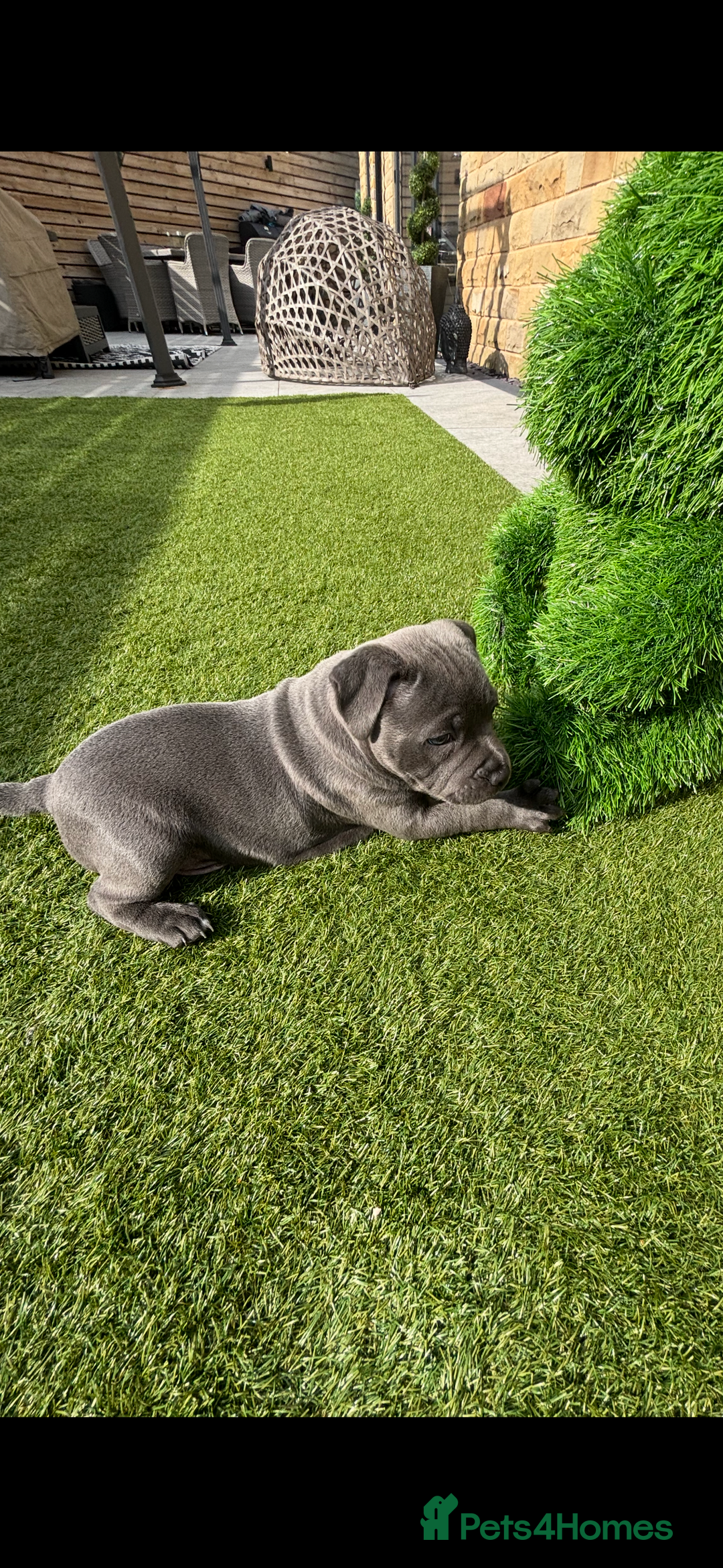 Staffordshire Bull Terrier dogs for sale: 🔷Top quality Pharaon puppy🔷 - Image 9