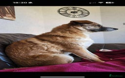 Mixed Breed dogs for adoption: Rescue dog Molly is looking for her second chance - Advert 4