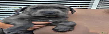 Cane Corso 7